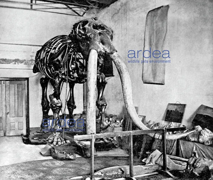  : Mastodon, Cenozoic Mammal