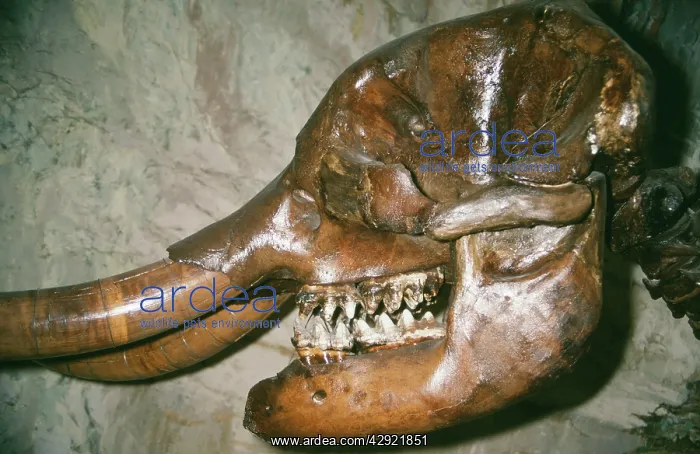 : MASTODON SKULL FOSSIL - American Mastodon Fossil : MASTODON SKULL FOSSIL - American Mastodon Fossil