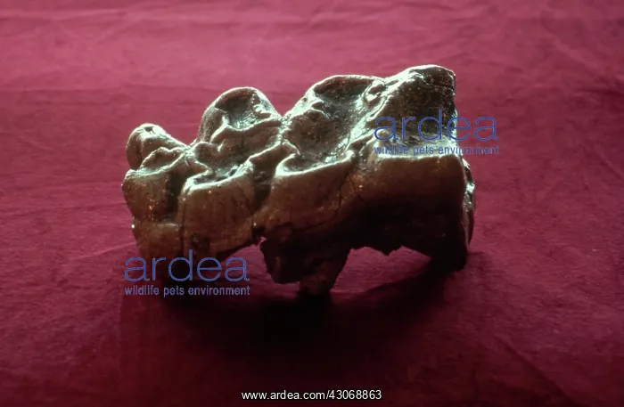 : Mastodon Tooth : Mastodon Tooth