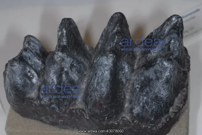 : Mastodon Tooth Crown Cast : Mastodon Tooth Crown Cast