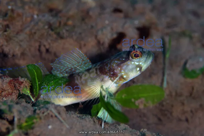 : Masui's Shrimpgoby - Batu Niti dive site, Seraya : Masui's Shrimpgoby - Batu Niti dive site, Seraya