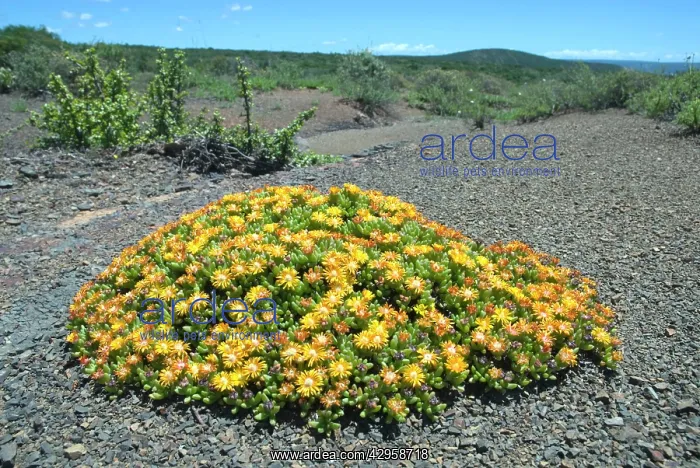  : Mat-forming mesem flowering after rain