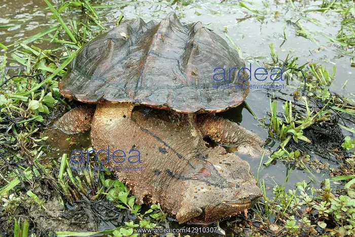 : Mata Mata / Matamata Turtle : Mata Mata / Matamata Turtle
