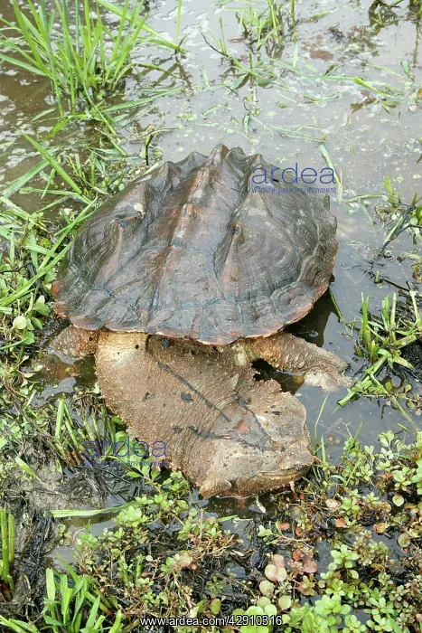 : Mata Mata / Matamata Turtle : Mata Mata / Matamata Turtle