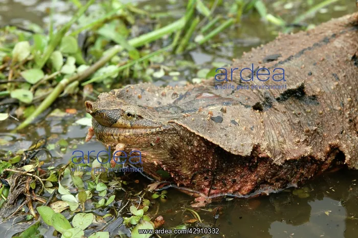 : Mata Mata / Matamata Turtle : Mata Mata / Matamata Turtle
