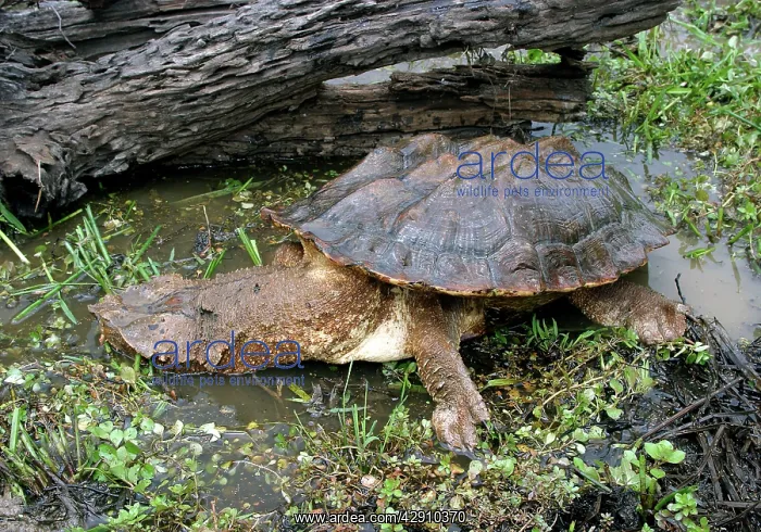 : Mata Mata / Matamata Turtle : Mata Mata / Matamata Turtle