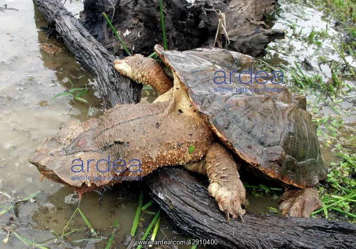 : Mata Mata / Matamata Turtle : Mata Mata / Matamata Turtle