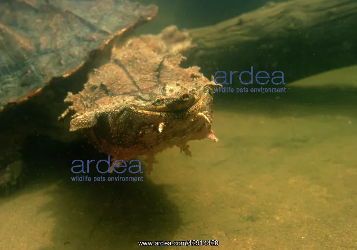 : Mata Mata / Matamata TURTLE : Mata Mata / Matamata TURTLE