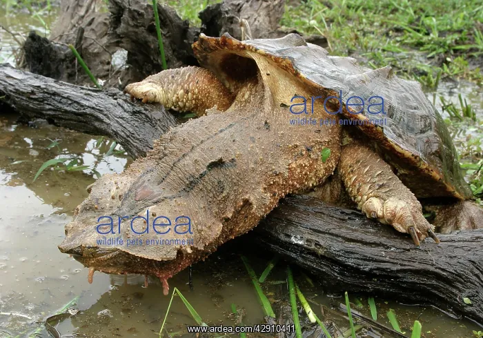 : Mata Mata / Matamata Turtle - climbing onto log : Mata Mata / Matamata Turtle - climbing onto log
