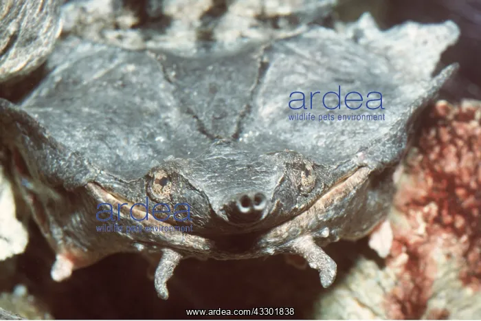 : Mata mata / Matamata Turtle - close-up head showing : Mata mata / Matamata Turtle - close-up head showing