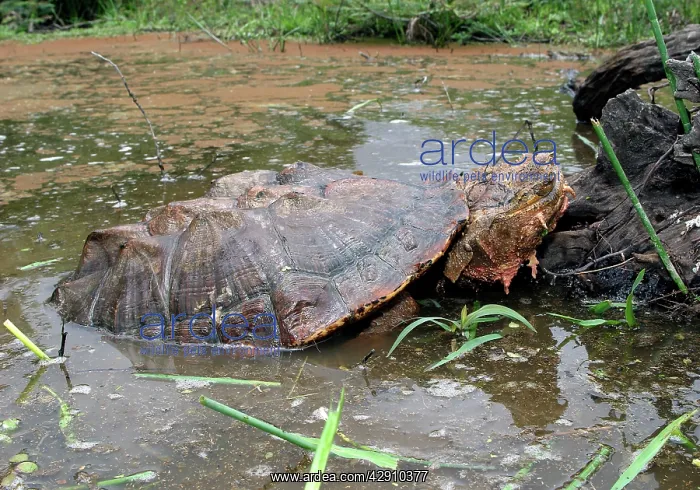 : Mata Mata / Matamata Turtle - emerging from water : Mata Mata / Matamata Turtle - emerging from water