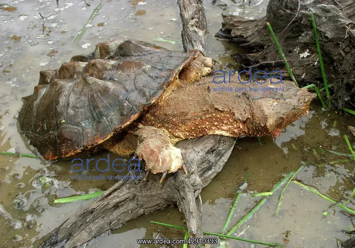: Mata Mata / Matamata Turtle - emerging from water : Mata Mata / Matamata Turtle - emerging from water
