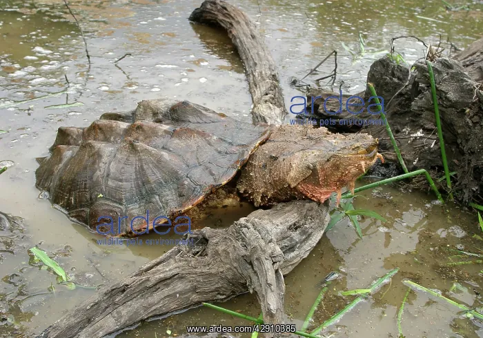 : Mata Mata / Matamata Turtle - emerging from water onto log : Mata Mata / Matamata Turtle - emerging from water onto log