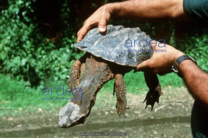 : Mata mata / Matamata turtle - being held : Mata mata / Matamata turtle - being held