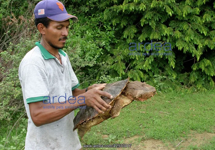 : Mata Mata / Matamata Turtle - being held by man : Mata Mata / Matamata Turtle - being held by man