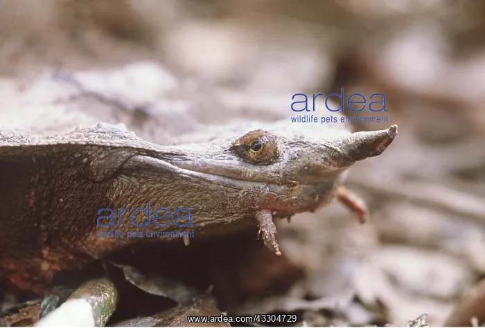 : Mata mata / Matamata Turtle - showing fish detecting : Mata mata / Matamata Turtle - showing fish detecting