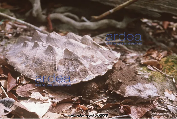 : Mata mata / Matamata TURTLE - Showing unusual carapace : Mata mata / Matamata TURTLE - Showing unusual carapace