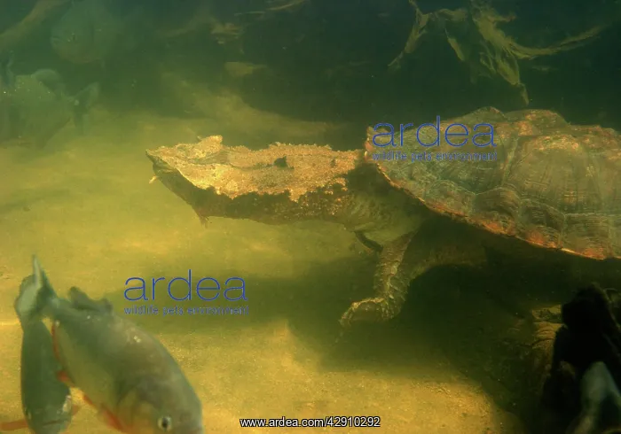 : Mata Mata / Matamata Turtle - underwater : Mata Mata / Matamata Turtle - underwater