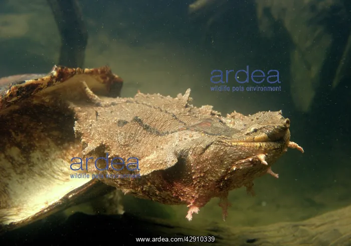 : Mata Mata / Matamata Turtle - underwater : Mata Mata / Matamata Turtle - underwater