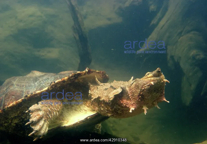 : Mata Mata / Matamata Turtle - underwater : Mata Mata / Matamata Turtle - underwater