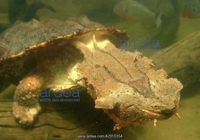 : Mata Mata / Matamata Turtle - underwater : Mata Mata / Matamata Turtle - underwater