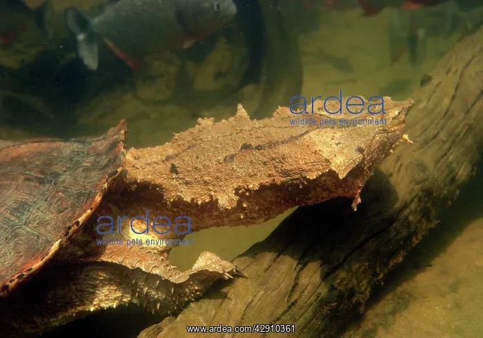 : Mata Mata / Matamata Turtle - underwater : Mata Mata / Matamata Turtle - underwater