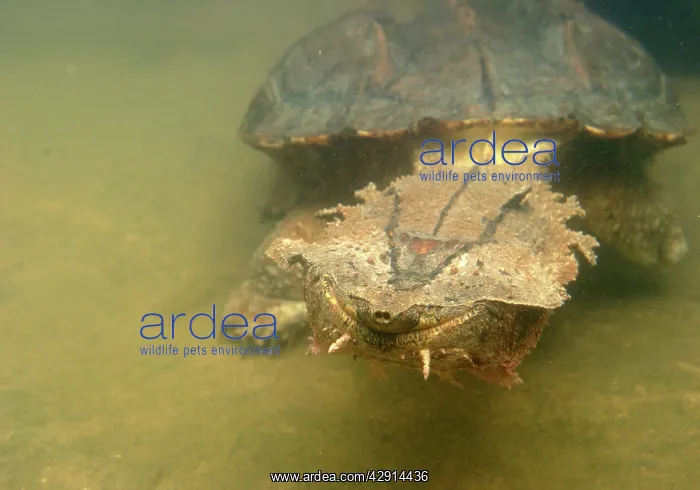 : Mata Mata / Matamata Turtle - underwater : Mata Mata / Matamata Turtle - underwater