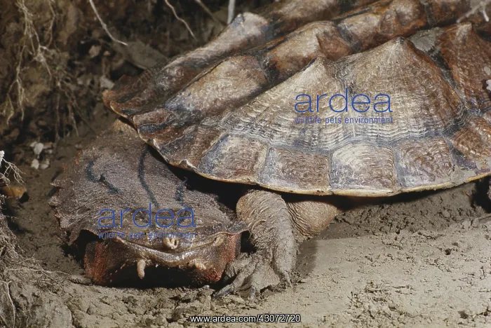 : Mata-mata Turtle : Mata-mata Turtle