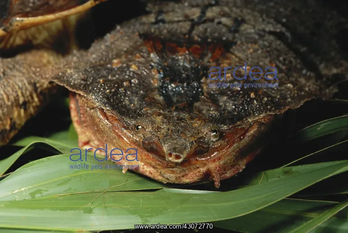 : Mata Mata Turtle : Mata Mata Turtle