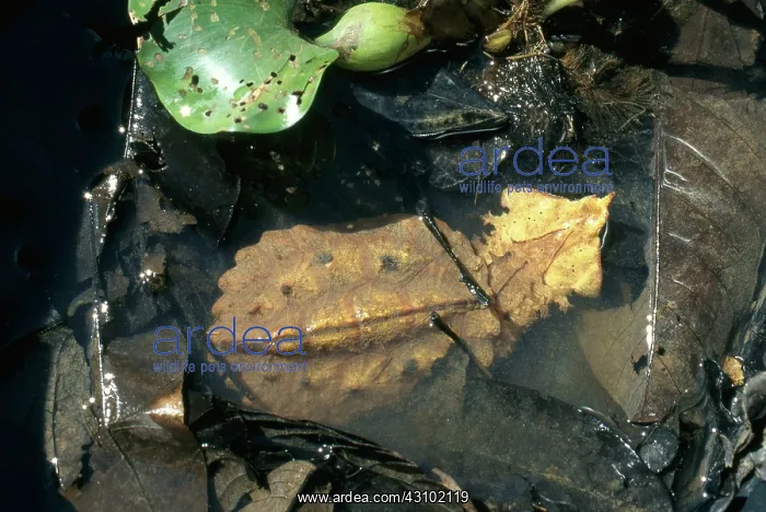  : Mata Mata Turtle