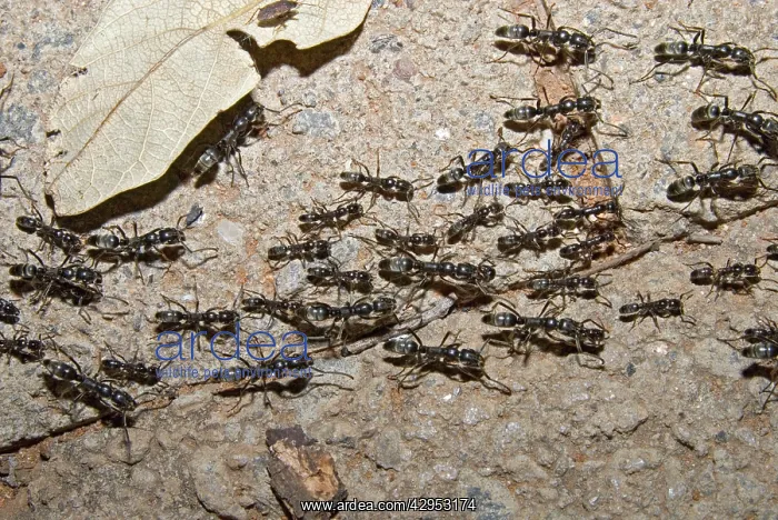 : Matabele Ant column - hunting party returning to : Matabele Ant column - hunting party returning to