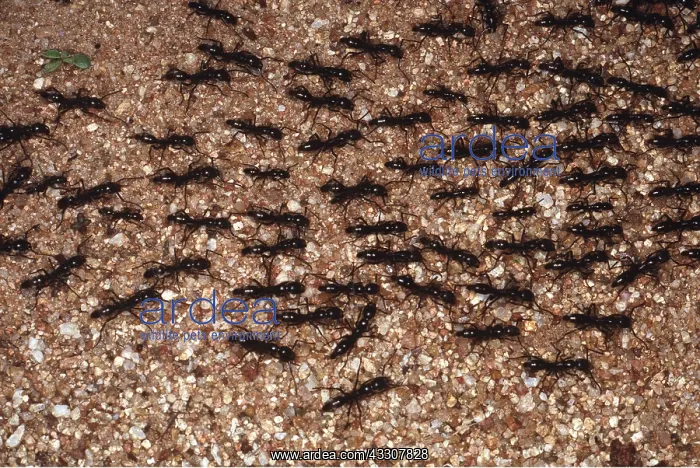 : MATABELE ANT SWARM : MATABELE ANT SWARM