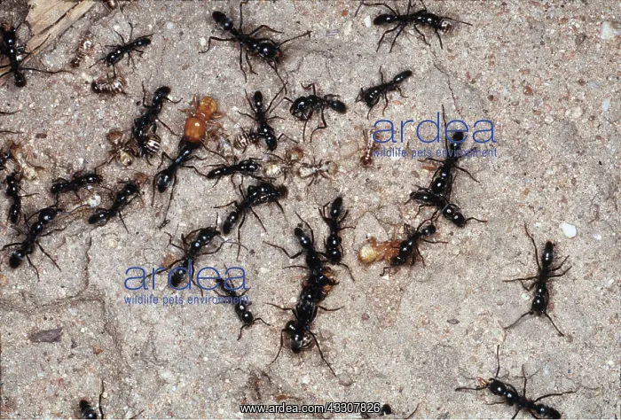 : MATABELE ANTS - raiding termite colony : MATABELE ANTS - raiding termite colony
