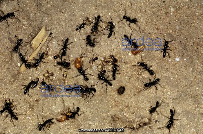  : Matabele Ants - raiding Termite nest