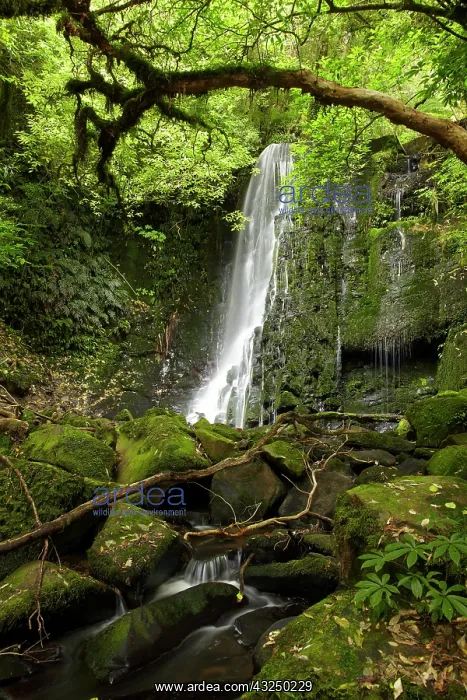 : Matai Falls, Catlins, South Otago, South : Matai Falls, Catlins, South Otago, South
