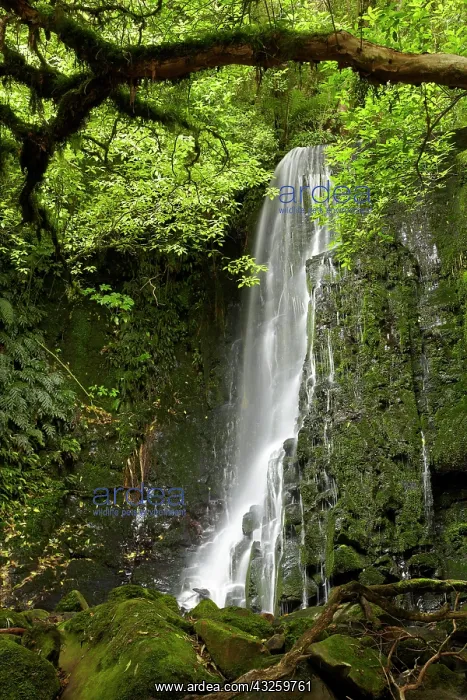 : Matai Falls, Catlins, South Otago, South : Matai Falls, Catlins, South Otago, South