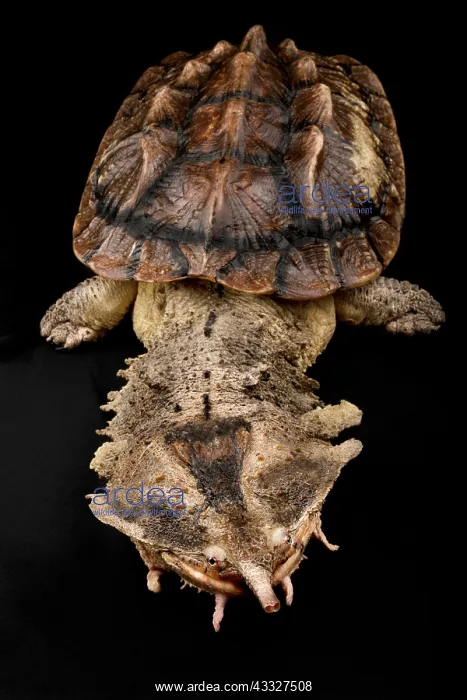 : Matamata (Chelus fimbriatus) on black background : Matamata (Chelus fimbriatus) on black background