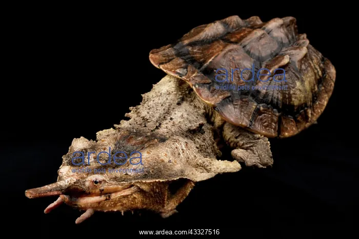 : Matamata (Chelus fimbriatus) on black background : Matamata (Chelus fimbriatus) on black background