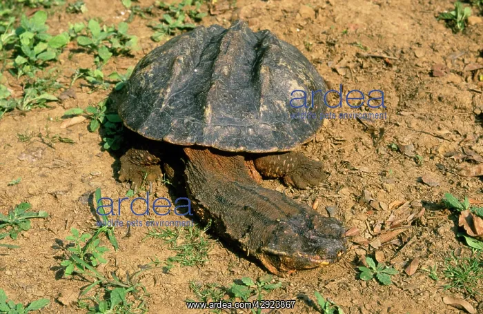 : Matamata Turtle : Matamata Turtle