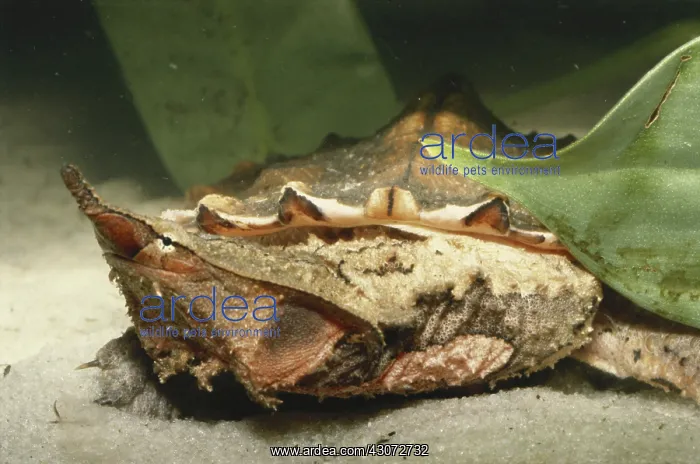 : Matamata Turtle : Matamata Turtle
