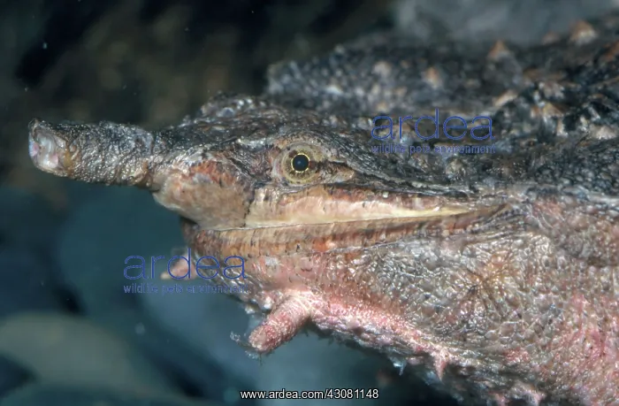: Matamata Turtle : Matamata Turtle