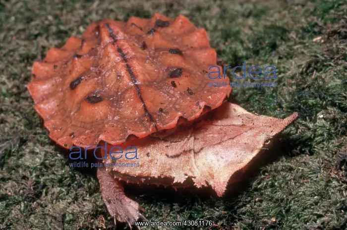 : Matamata Turtle : Matamata Turtle