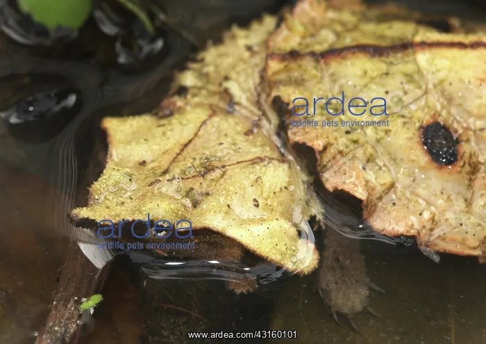 : Matamata turtle : Matamata turtle