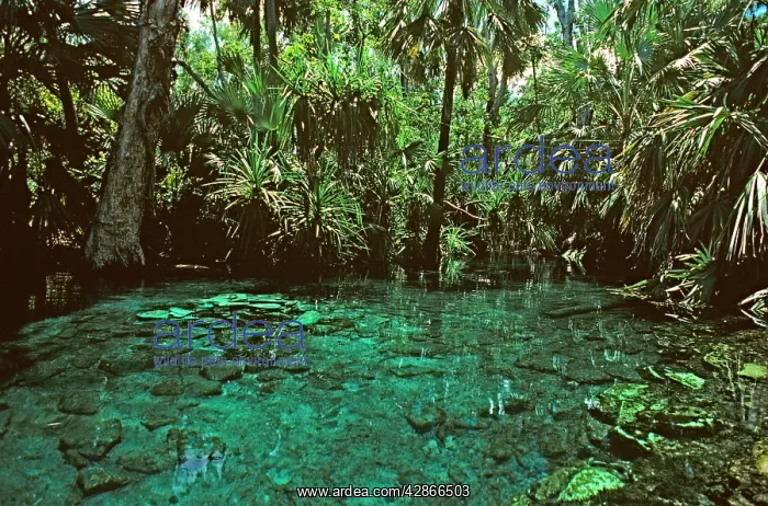 : Mataranka Hot Springs Elsey National Park : Mataranka Hot Springs Elsey National Park