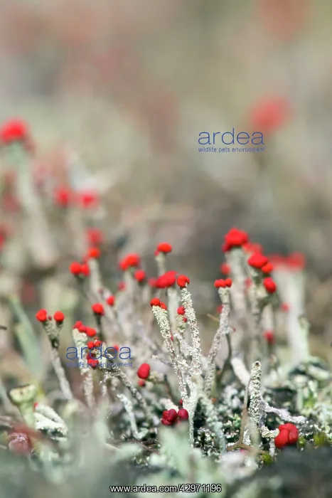  : Matchstick Lichen