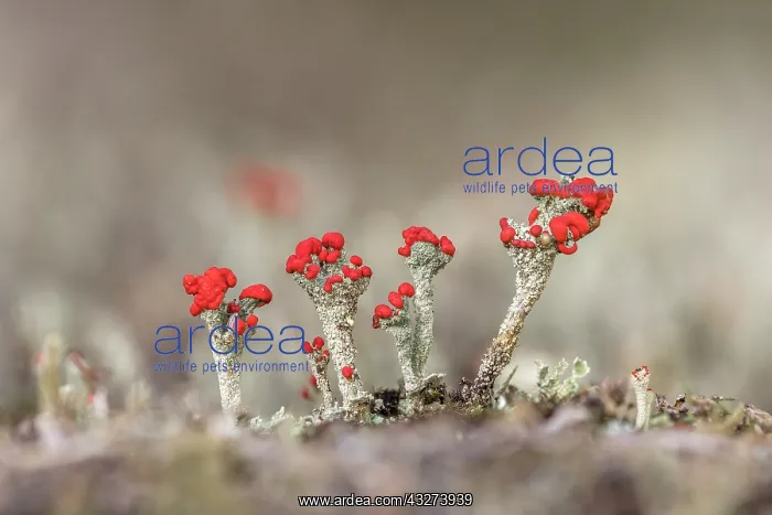 : Matchstick Lichen - UK : Matchstick Lichen - UK