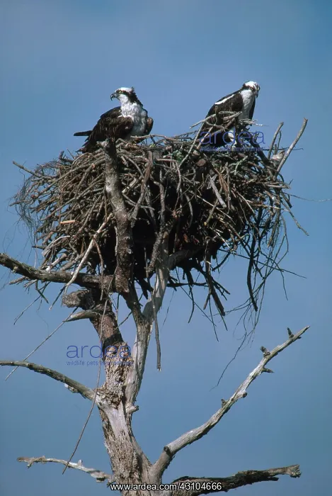 : Mated Pair of Ospreys : Mated Pair of Ospreys