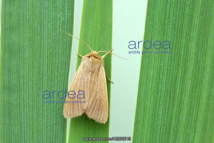 : Mathew's Wainscot : Mathew's Wainscot