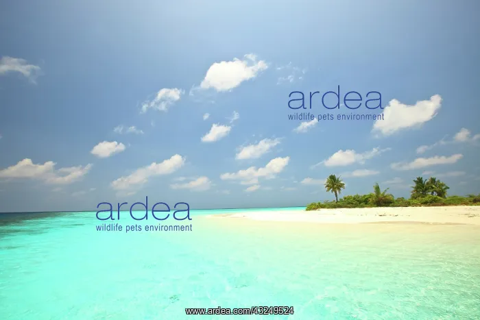 : Mathidhoo Island, uninhabited, North Huvadhoo : Mathidhoo Island, uninhabited, North Huvadhoo