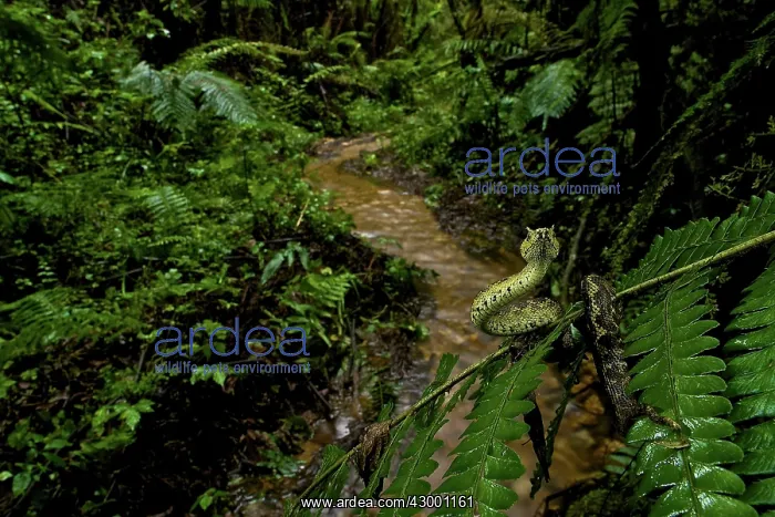 : Matilda's Horned Viper : Matilda's Horned Viper
